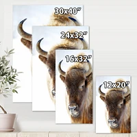 Portrait of Wild Bison Canvas Wall Art