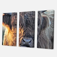 Scottish Cow on Moorland III  Canvas Wall Art Print
