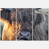 Scottish Cow on Moorland III  Canvas Wall Art Print