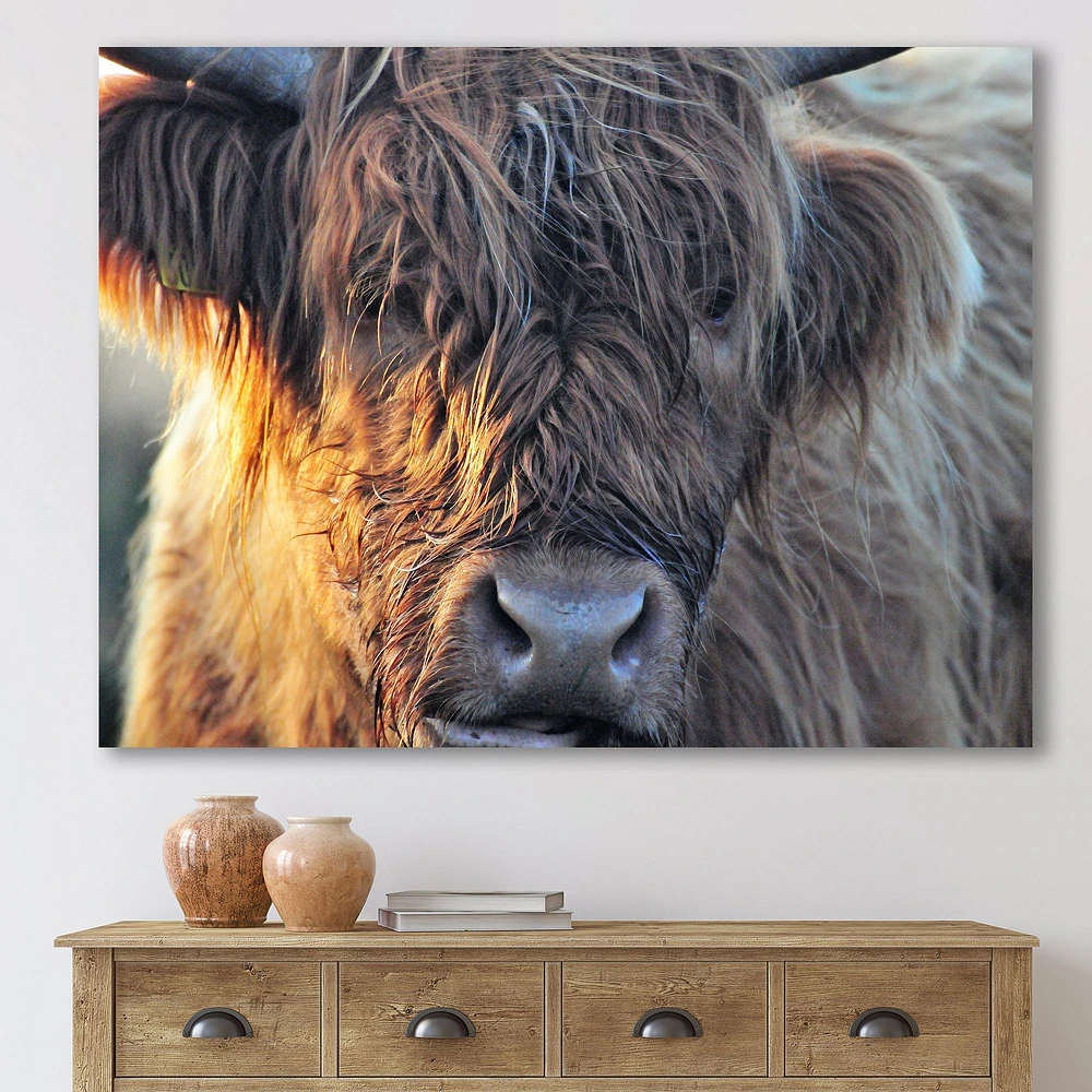 Scottish Cow on Moorland III  Canvas Wall Art Print