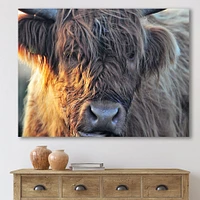 Scottish Cow on Moorland III  Canvas Wall Art Print