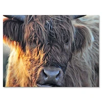 Scottish Cow on Moorland III  Canvas Wall Art Print