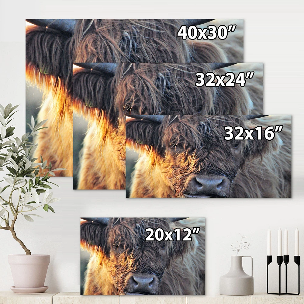 Scottish Cow on Moorland III  Canvas Wall Art Print