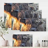 Scottish Cow on Moorland III  Canvas Wall Art Print