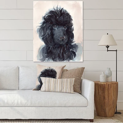 Portrait of The Black Poodle Puppy with Curly Coat  Canvas Wall Art Print