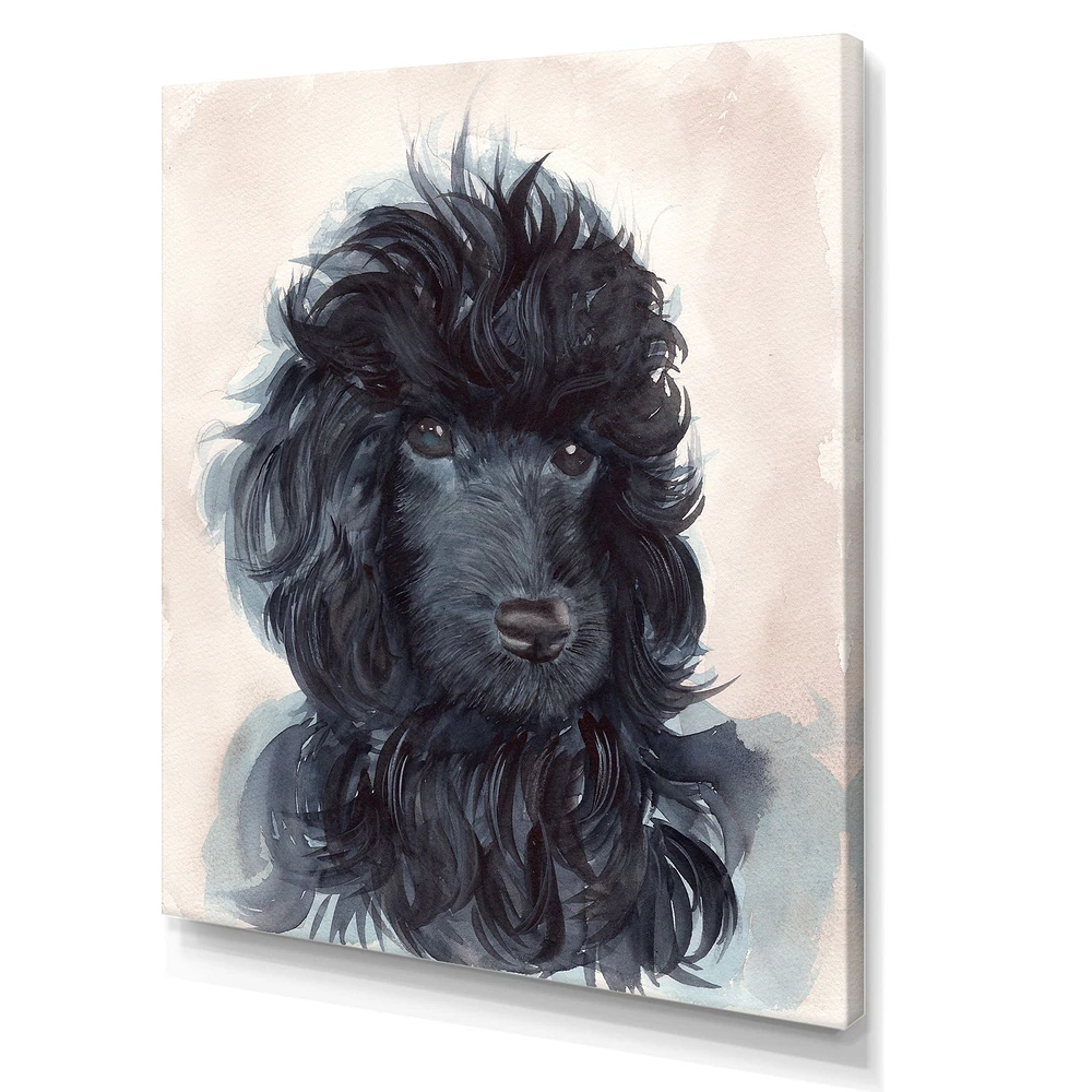 Toile imprimée « Portrait of The Black Poodle Puppy with Curly Coat »