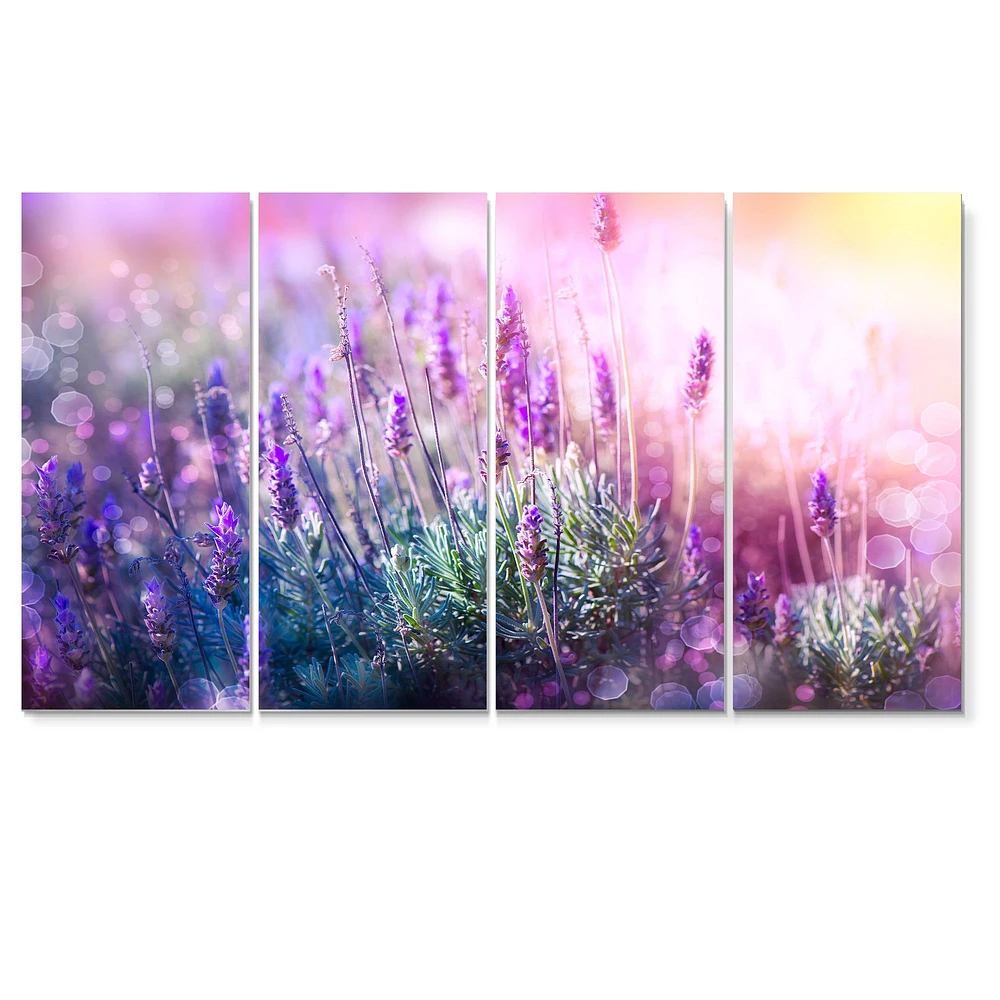 Growing and Blooming Lavender  Canvas Print