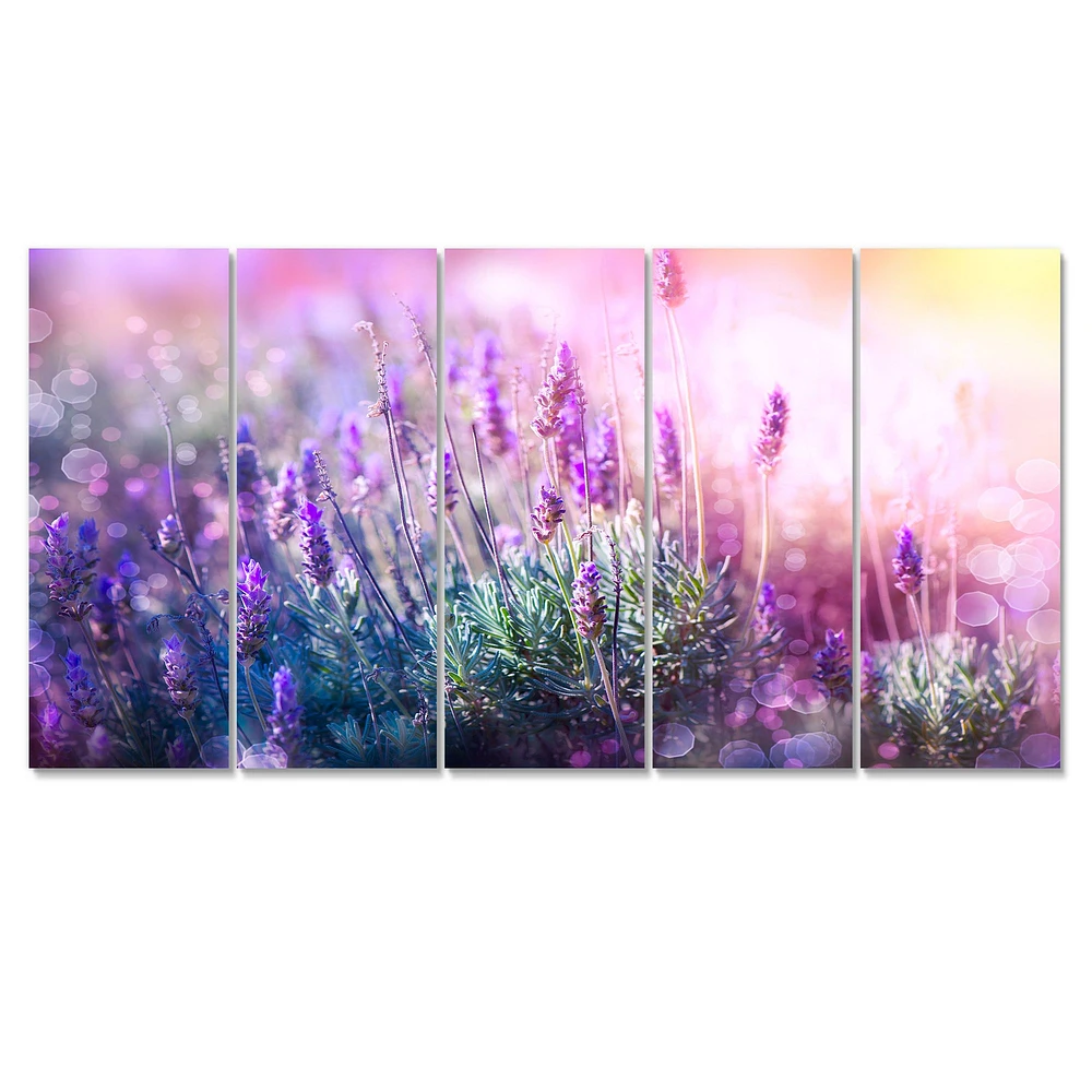 Growing and Blooming Lavender  Canvas Print