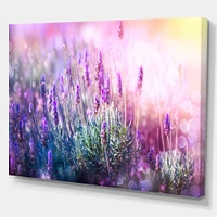 Growing and Blooming Lavender  Canvas Print