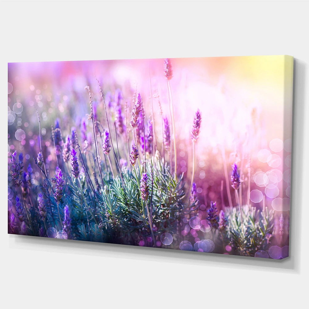 Growing and Blooming Lavender  Canvas Print