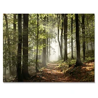 Green Fall Forest with Sun Rays  Canvas Print