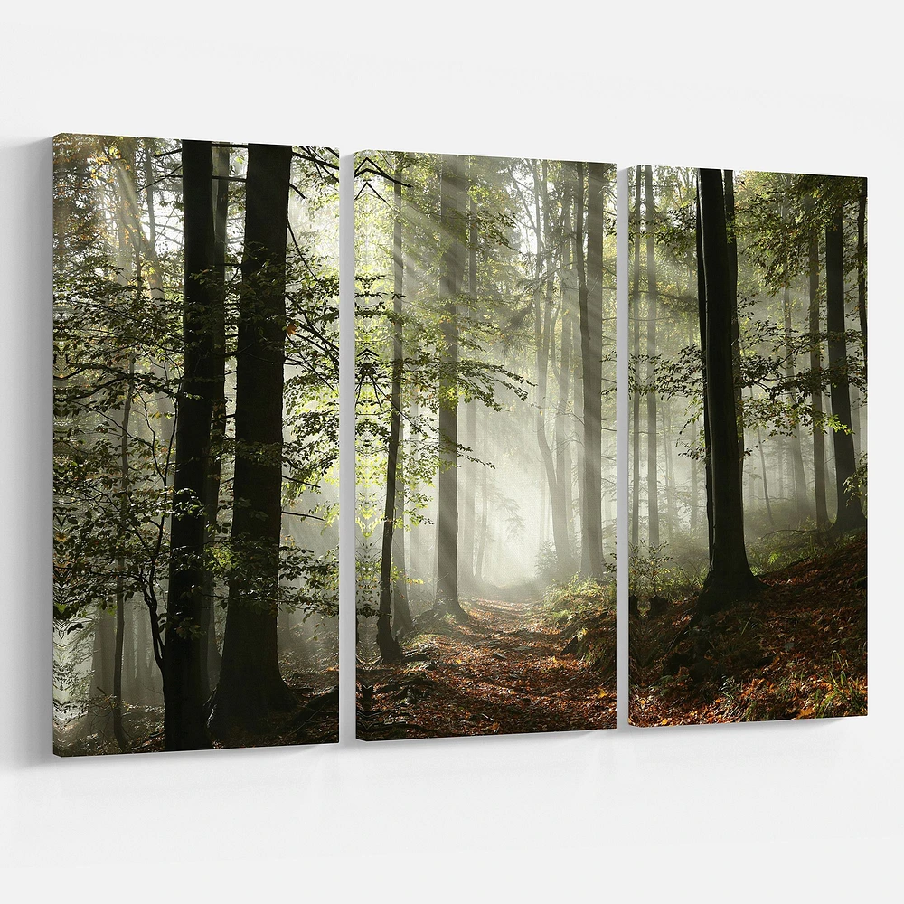 Light in Dense Fall Forest with Fog -3 Canvas Art Print