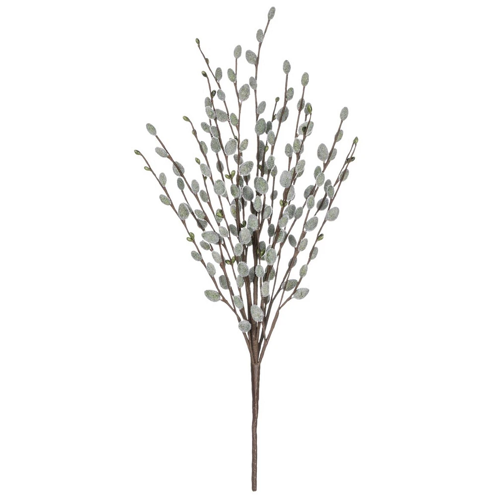 Pussywillow Branch