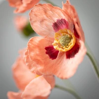 Poppy Stem 6x5x25" - Peach
