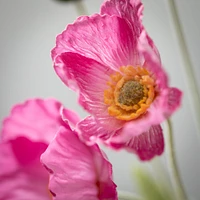 Poppy Stem 6x5x25 - Pink