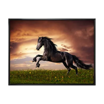 black friesian horse gallop - x
