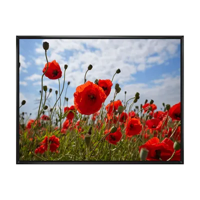 Bright red poppy flowers photo artwork on canvas