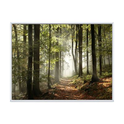 Toile imprimée « green fall forest with sun rays » - vert - 40 po x 30 po - toile à cadre flottant - blanc
