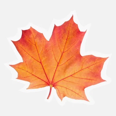 Pack of 20 maple leaf-shaped harvest napkins - orange
