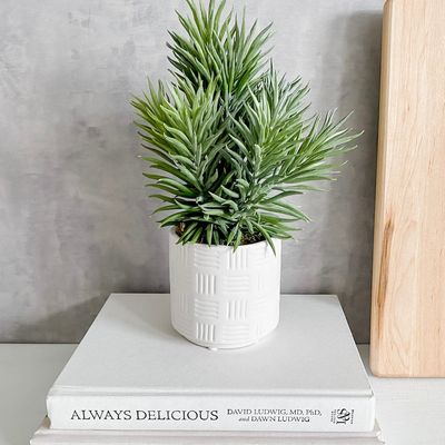 Senecio plant in pot