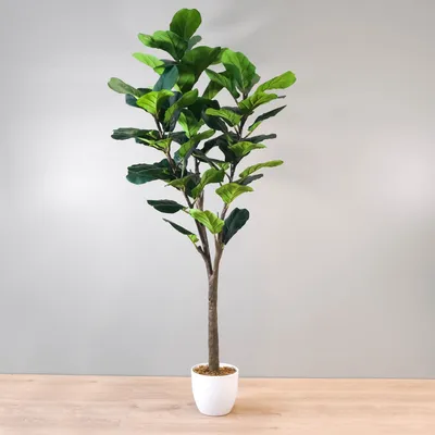 Fiddle leaf fig tree by haute deco - green