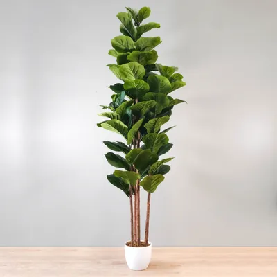 Fiddle leaf fig tree - 4 stems by haute deco - green