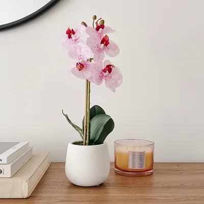 Phalaenopsis potted pink orchid by torre & tagus