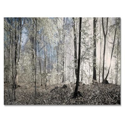 Dark morning forest panorama - x