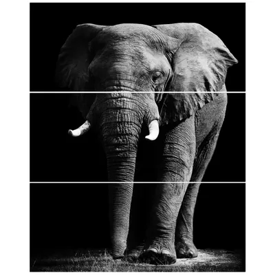 African elephant in black background canvas wall art - 28"" x 36"" - 3 panels - canvas only