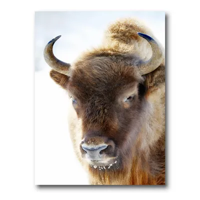 Portrait of wild bison canvas wall art print