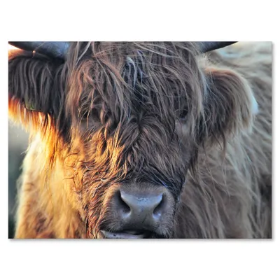 Scottish cow on moorland iii canvas wall art print
