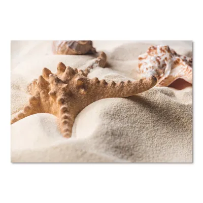 close up of starfish and seashell on light sand