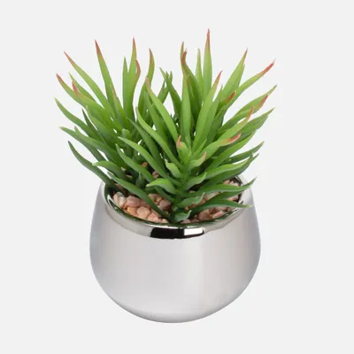 Spike silver ball succulent by torre & tagus