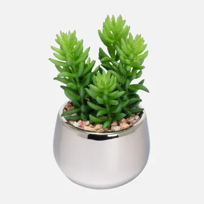 Jellybean silver ball succulent by torre & tagus