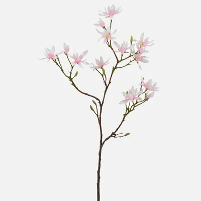 Japanese magnolia with multi bloom stem by torre & tagus