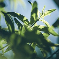 Verbena Shower Gel