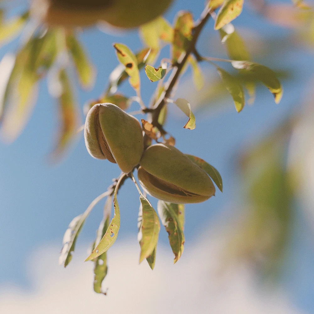Almond Shower Oil Refill