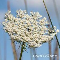 Verbena Carrot Flower Body Lotion