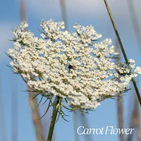 Verbena Carrot Flower Eau de Toilette