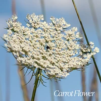 Verbena Carrot Flower Hand Cream