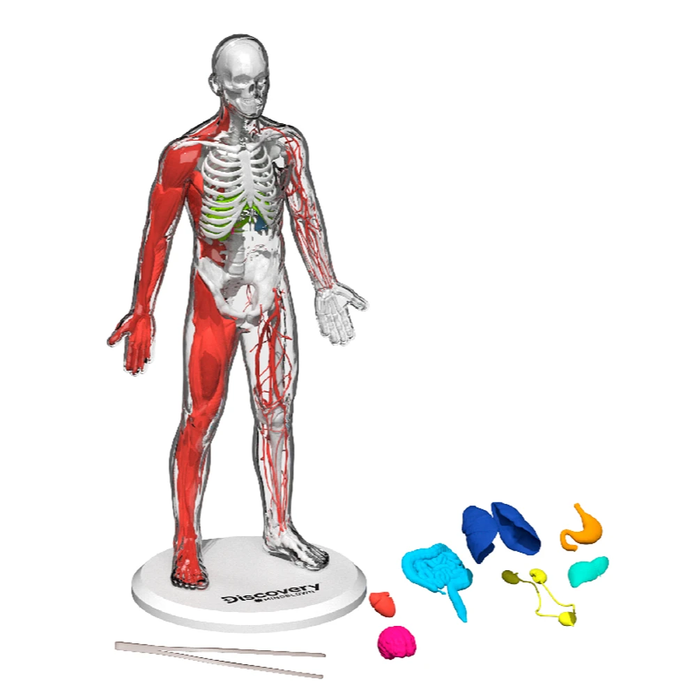 Discovery Mindblown 3D Human Anatomy Kit