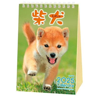 Morita Yoneo: Shiba Dog 2025 Desk Calendar