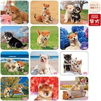 Morita Yoneo: Shiba Dog 2025 Desk Calendar