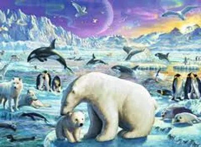 Polar Animals Gathering  300 pc