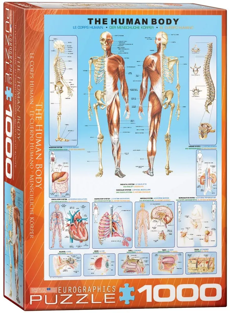 The Human Body - 1000pc Eurographics Puzzle