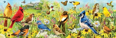 Garden Birds - 1000pc Eurographics Puzzle