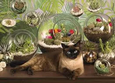 Terrarium Cat 1000 pc