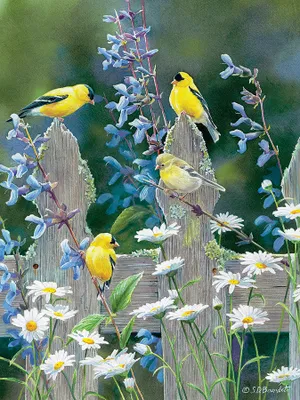 Goldfinch Quartet - Cobble Hill 500pc Puzzle