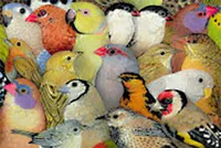 Bunch of Birds - 1000pc