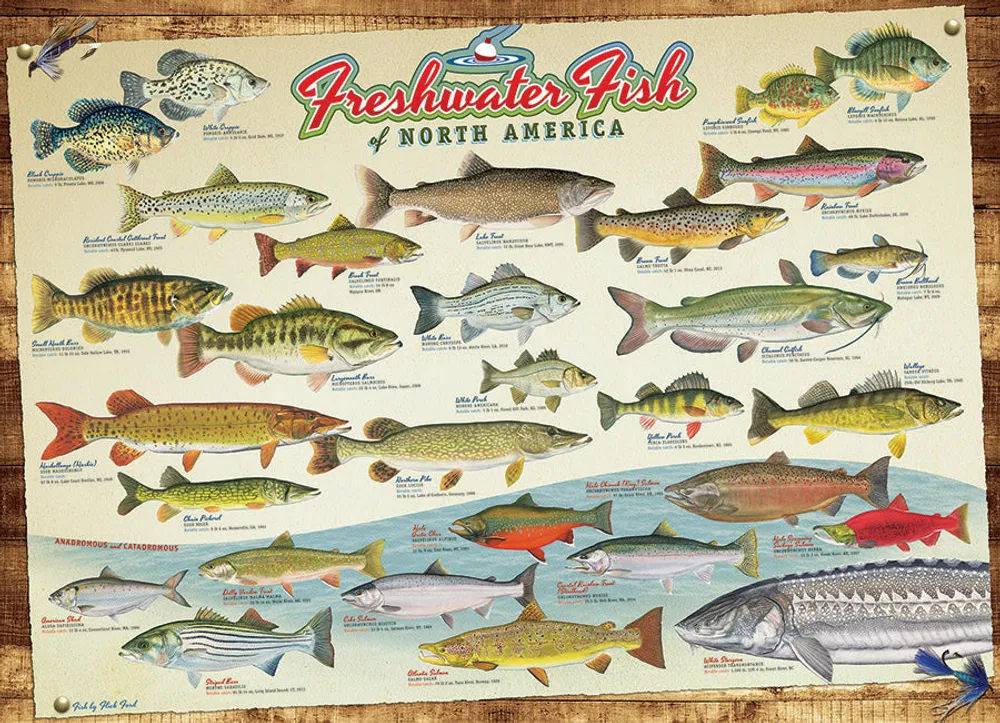Freshwater Fish of North America - Cobble Hill 1000pc Puzzle